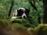 Sirius, a border collie, on a mossy rock